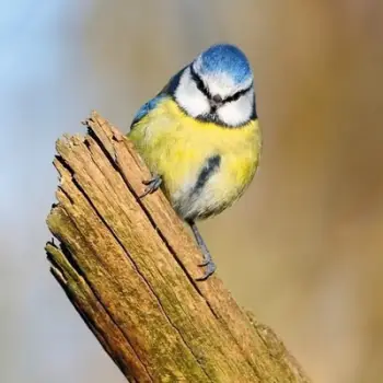 Kartolinë Square BBC Earth Blue Tit, me zarf, katrore, shumëngjyrëshe