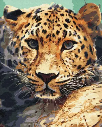 Set pikture me numra Paint It Cheetah, 40x50 cm, kanavacë me bojëra akrilike, shumëngjyrësh