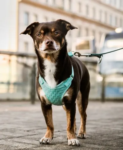 Shëtitore për qen Dingo Non-Pressure Harness M, neopren, e gjelbër mint - 2