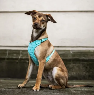 Shëtitore për qen Dingo Non-Pressure Harness M, neopren, e gjelbër mint - 4