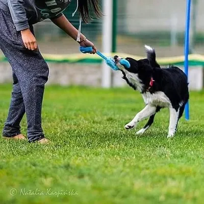 Lodër për qen Dingo Dog Chew Toy Artificial Fur On Bungee, 55cm, gëzof sintetik, dorezë elastike - 2