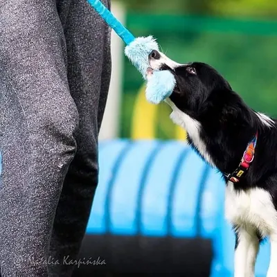 Lodër për qen Dingo Dog Chew Toy Artificial Fur On Bungee, 55cm, gëzof sintetik, dorezë elastike - 3