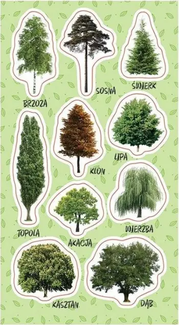 Sticker dekorativ pemësh Tree Stickers, set shumëngjyrësh