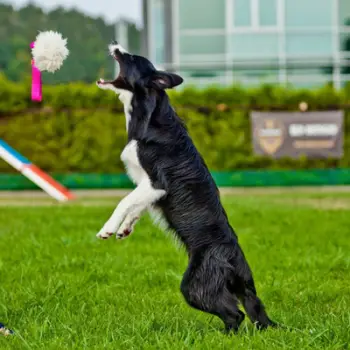 Lodër tërheqëse për qen Dingo Sheepskin Bungee, me gëzof natyral, dorezë elastike, e zezë