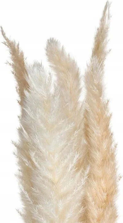 Pamja 1