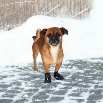 Këpucë sigurie për qen Trixie Walker Active, XS, të zeza, 2 copë