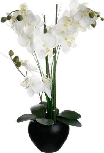 Lule orkide dekorative Atmosphera Orchid, 53 cm, në vazo të zezë