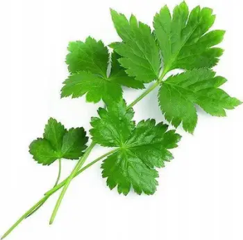 Karikim bimore Veritable Japanese Parsley Lingot, fara organike, pa pesticidë
