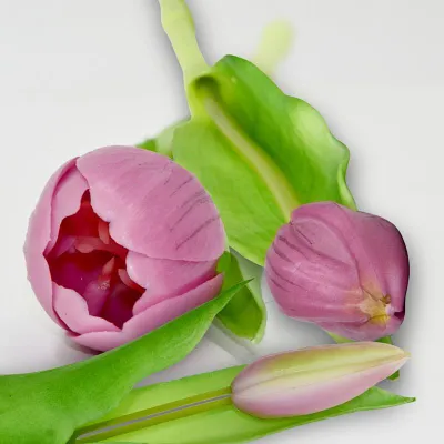 Buqetë lulesh artificiale Saska Garden Tulips, 7 copa, 31cm, lejla e çelët - 6