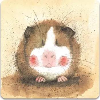 Magnet dekorativ Teka FM74 Guinea Pig Gilbert, për frigorifer, shumëngjyrësh