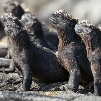 Kartolinë katrore BBC Earth Marine Iguanas, me zarf, shumëngjyrëshe