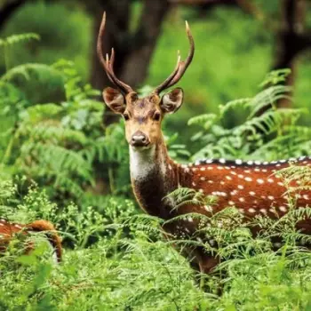 Kartolinë katrore BBC Earth a Chital Deer, me zarf, shumëngjyrëshe