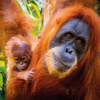 Kartolinë katrore BBC Earth, Sumatran Orangutan and Ba, me zarf, pa tekst