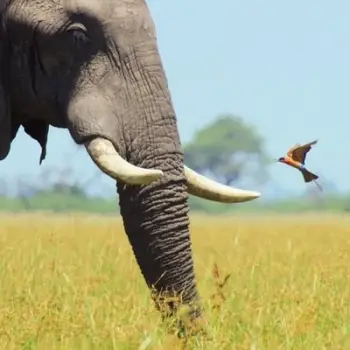 Kartolinë BBC Earth African Bull Elephant, pa tekst, me zarf