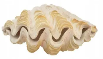 Stoli akuariumi Aqua Natura Pearl Shell, 18cm, dekorative, bezhë krem
