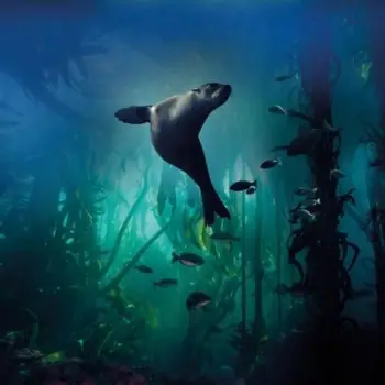 Kartolinë BBC Earth Galapagos Sea Lion, pa tekst, me zarf