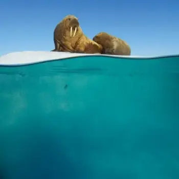 Kartolinë katrore BBC Earth Walrus Mother and Calf, me zarf, blu