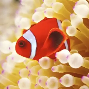 Kartolinë katrore BBC Earth Clownfish in Sea Anemone, me zarf, shumëngjyrëshe