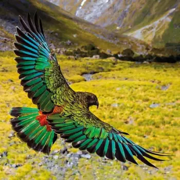 Kartolinë katrore BBC Earth Alpine Parrot, me zarf, shumëngjyrëshe