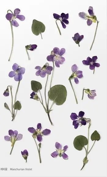 Sticker dekorativ Appree Flowers Violet, lule, vjollcë