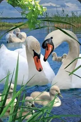 Kartolinë 3D Worth Keeping Swan, mini, dekorative, shumëngjyrëshe