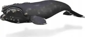 Figurë lodër CollectA Right Whale, figurë balenë realiste, plastike