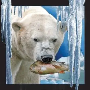 Kartolinë 3D Worth-Keeping Polar Bear With Fish, stone paper, dekorative, shumëngjyrëshe