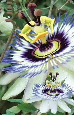 Kartolinë 3D Worth Keeping Passiflora, mini, letër guri, shumëngjyrëshe