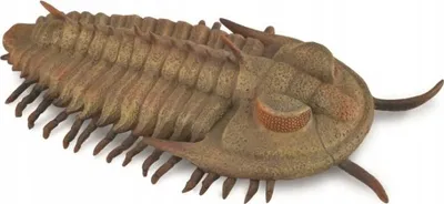 Figurë lodër CollectA Redlichia Rex Trilobite, plastike ABS, koleksionuese, kafe - 1