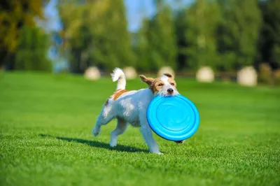 Lodër frisbi për qen Pitchdog, 24cm, portokalli - 4