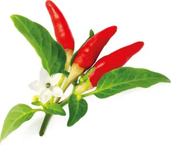 Kapsula bimore Click & Grow Red Hot Chili Pepper, 3 copë, spec djegës i kuq