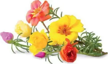 Kapsula bime Click & Grow Moss Rose, 3 copë, lule dekorative shumëngjyrëshe