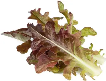Rimbushje sallate Click & Grow Red Oakleaf Lettuce, 3 kapsula, për kopsht inteligjent