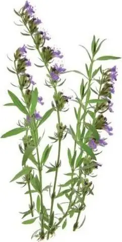 Mbushje kopshti inteligjent Click and Grow Hyssop, 3 pods, për Smart Garden, e bardhë