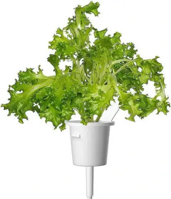 Refill sallate Click & Grow Oakleaf, 3 kapsula, për Smart Garden, jeshile