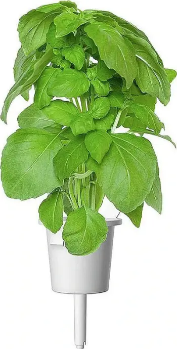 Kapsula bimore Click & Grow Marseille Basil, për kopsht smart, paketim 3 copë, jeshile
