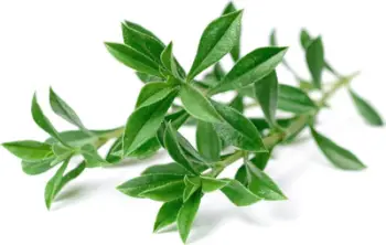 Kapsula bimore Click and Grow Mountain Savory, Smart Garden, paketim 3 copë, jeshile