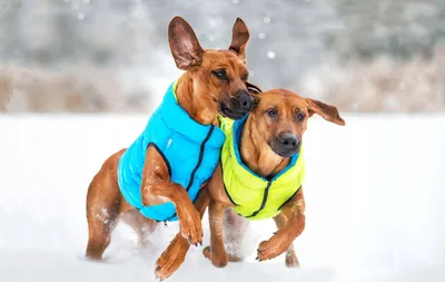 Jeletë për qen AiryVest, madhësia XS, i kthyeshëm, jeshile dhe blu - 3