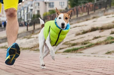 Jeletë për qen AiryVest, madhësia XS, i kthyeshëm, jeshile dhe blu - 4