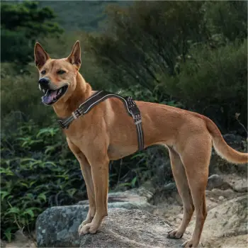 Pantallona ski për femra Iguana [Madhësia: XL]